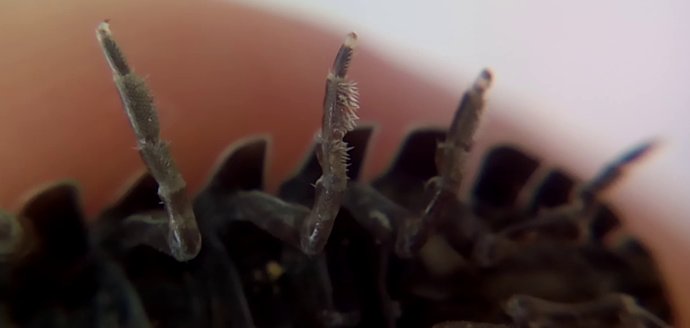 ダンゴムシの脚の毛